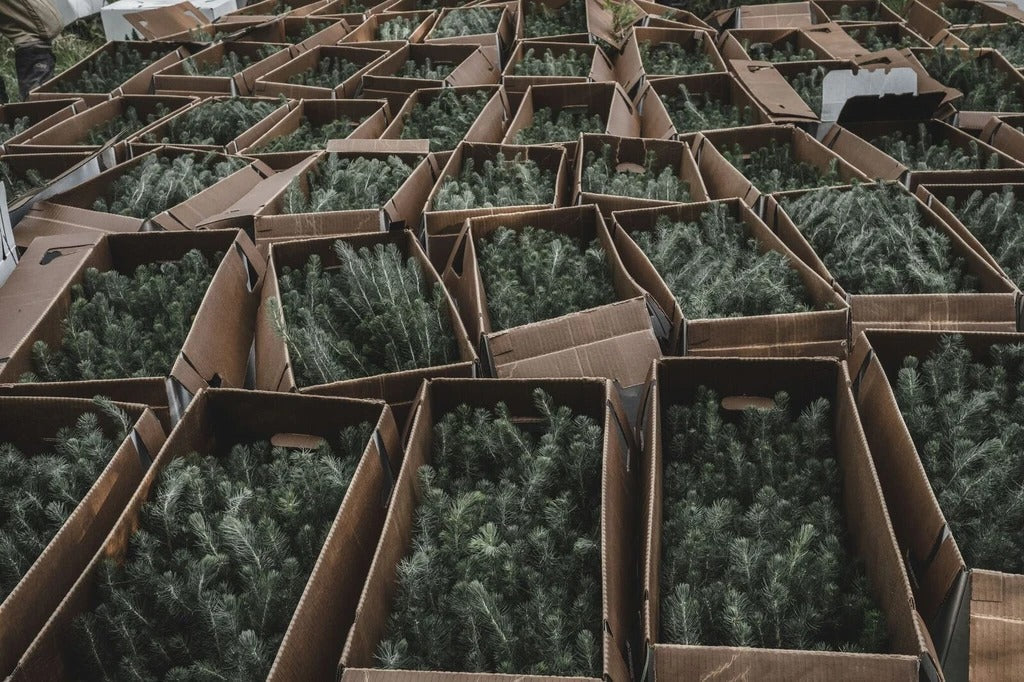 Ontario Is Keeping Its Tree Planting Program, But For How Long?