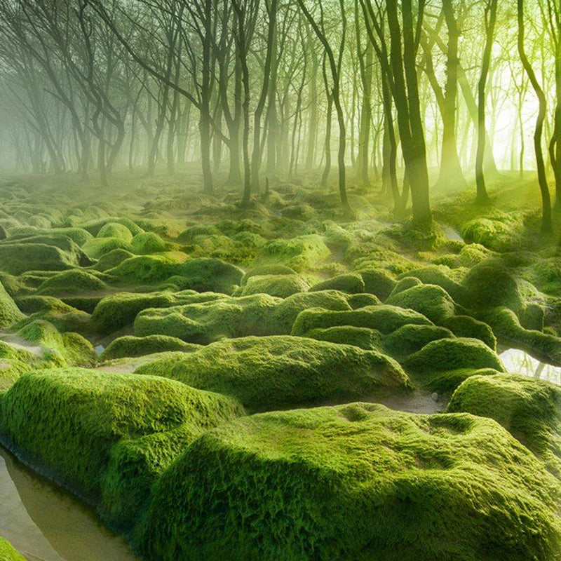 12 Of The Most Mysterious Forests In The World