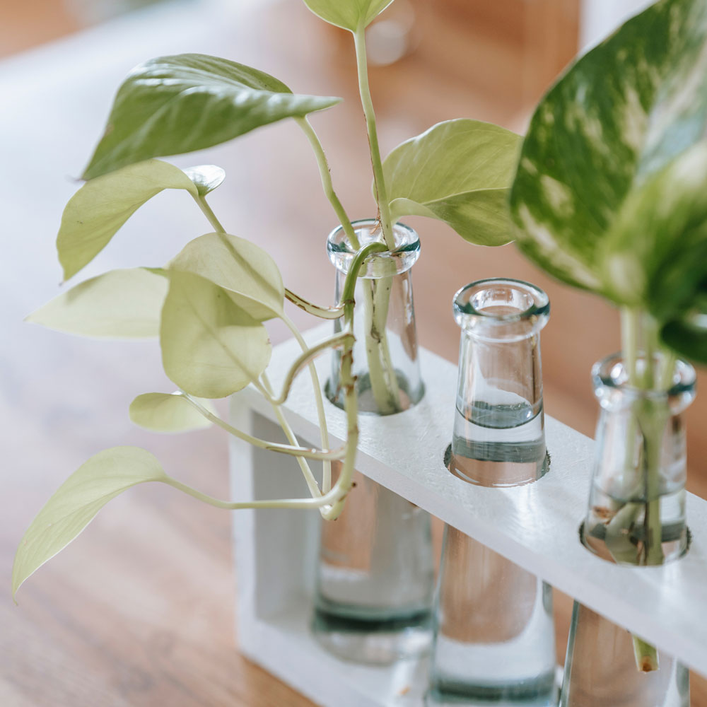 Go Green With Your Spring Clean
