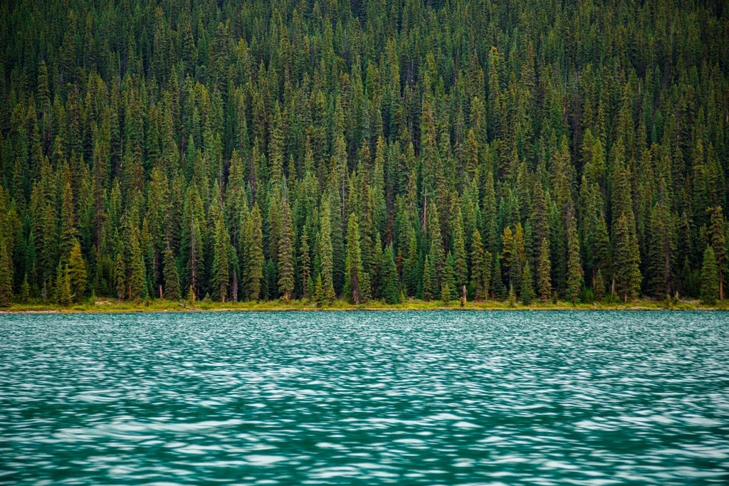 Ready To Plant The Future? Here Are 10 Ways Trees Help The Environment