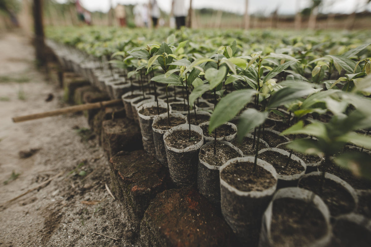 The Types Of Trees We Plant In Nepal