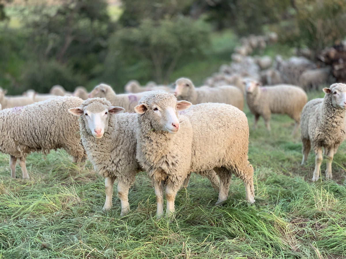 Let’s Get Transparent: Animal Welfare And Fashion